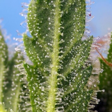 Насіння конопель Auto Runtz XL Feminised Silver